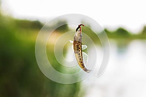 Fish goby on the hook with a worm.