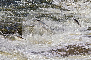 Fish going upstream for spawning.