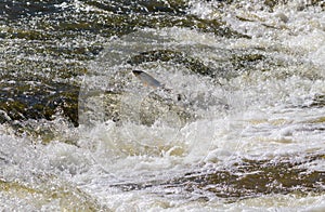 Fish going upstream for spawning.