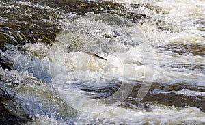 Fish going upstream for spawning. photo