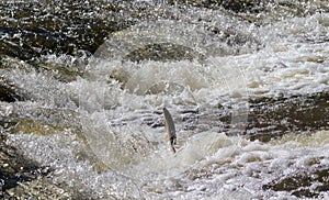 Fish going upstream for spawning.