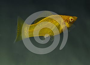 Fish golden Molly in swimming in exotic aquarium