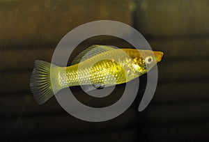 Fish golden Molly in swimming in exotic aquarium