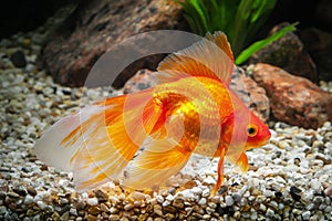 Fish. Goldfish in aquarium with green plants, and stones