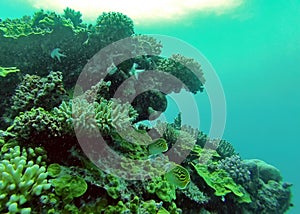 Fish on the Great Barrier Reef