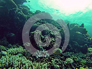 Fish on the Great Barrier Reef