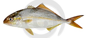 Fish greater amberjack isolated on white background seriola dumerili