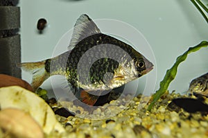 Fish green barbus or tiger barb swimming in freshwater exotic aquarium.