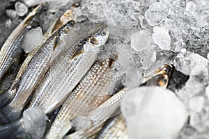 Fish. Grey Mullet , Ice. Seafood. Healthy Food Eating. Nutrition