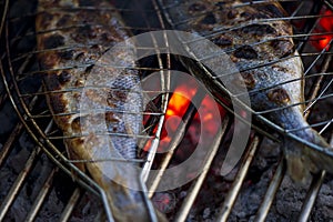 Fish on grill