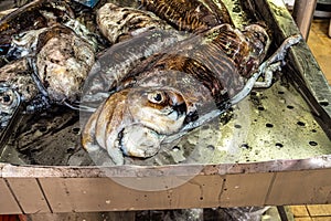The fish and grocery market in the Markethall of Loule in the Algarve, Portugal in Europe photo