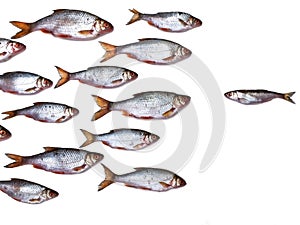 Fish group all by itself