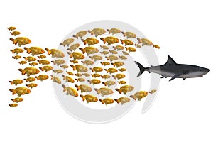 Fish group chasing shark