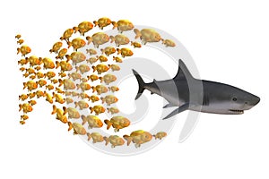 Fish group chasing shark