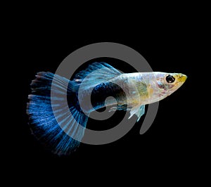 fish guppy pet isolated on black background.