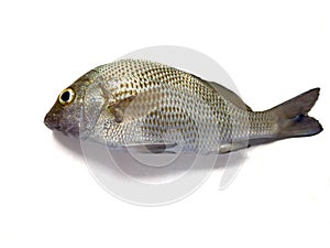fish Haemulon sciurus isolated on white background
