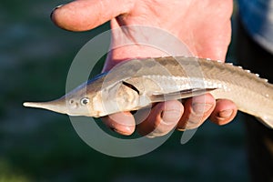 Fish in hand