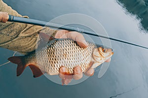 Fish in the hand of an angler. Fishing on tenkara