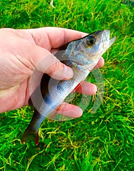 Fish in hand