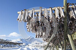 Fish hang on drying rack in Norwegian fishery