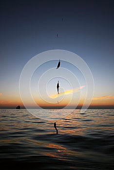 Fish hanging on the fishing rod in the middle of the sea at sunset photo