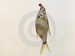 Fish hanging on hook on fishing rod