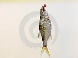 Fish hanging on hook on fishing rod