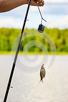 Fish hanging on hook on fishing rod