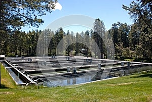 Fish Hatchery Ponds photo