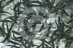 Fish at a hatchery - trout