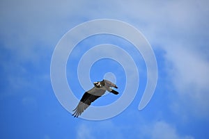 Fish Hawk in Flight in Casco Bay