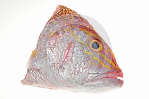 Fish Head