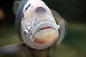Fish head