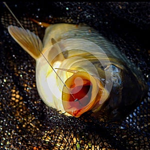 Fish head caught on a hook, carp close-up