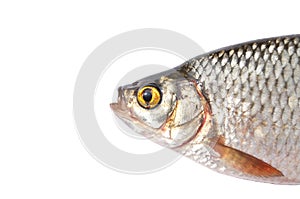 Fish head close-up