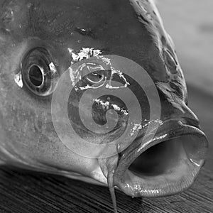 Fish head photo