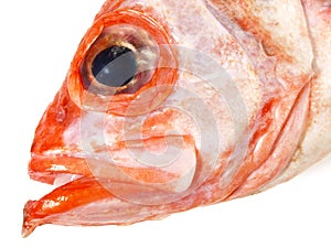 Fish Head - Rosefish