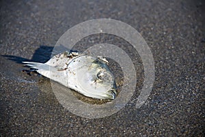 Fish head washed up on the beach