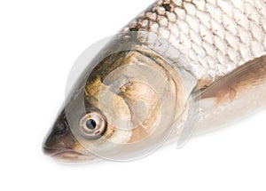 Fish head on a white background