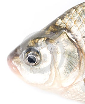 Fish head on a white background