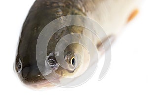 Fish head on a white background