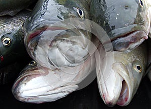 Fish heads