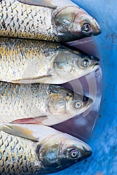 Fish Heads on Blue Background