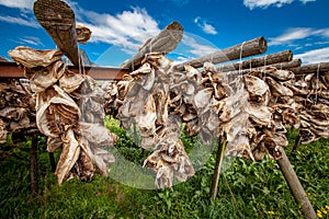Fish heads drying on racks