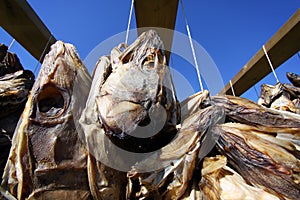 Fish Heads I, Lofoten photo