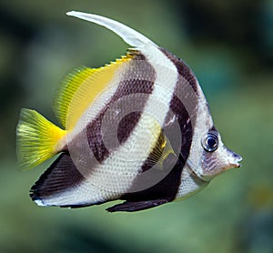 Fish - Heniochus diphreutes