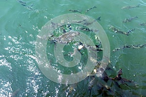 Fish herd eating bread in water