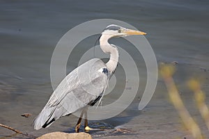 Fish heron at rhine river in Germany