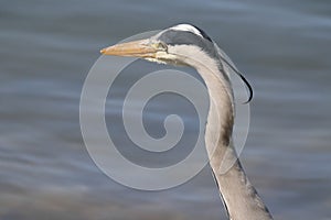 Fish heron at rhine river in Germany