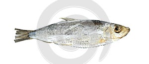Fish of the herring family sardelle isolated on white background with clipping path
